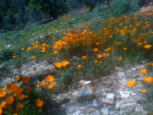 los padres national forest